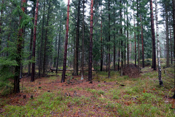 Looking deep inside a random Swedish forest. Plenty of trees or trunks. Autumn weather outside. Close to rain. Järfälla, Stockholm, Sweden.