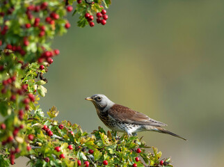 Björktrast Fieldfare (Turdus pilaris).