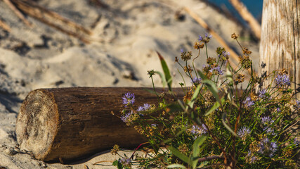  Dunes on the beach of the Baltic Sea