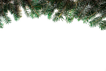 Branches of spruce on white background, christmas background with empty space