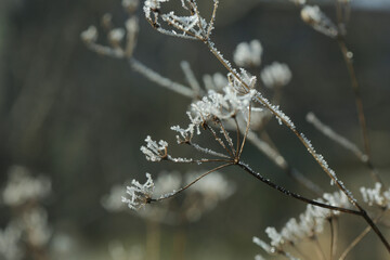 frozen grass in frost day. beautiful winter season background.Winter time copy space