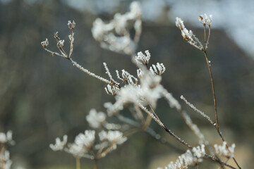 frozen grass in frost day. beautiful winter season background.Winter time copy space