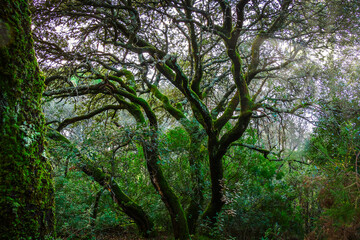 Trees covered with moss in the forest
