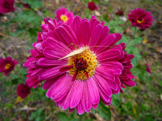 Obraz premium pink flower chrysanthemum and grasshopper