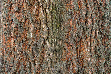 bark of a tree