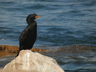Long-tailed cormorant (Microcarbo africanus) - reed cormorant on the rock, Swakopmund, Namibia