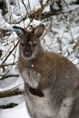 wallaby in snow