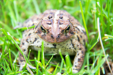 frog in the grass