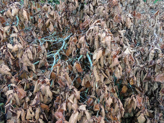 withered bronze-colored leaves close-up against bright blue branches