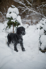 black dog in the snow