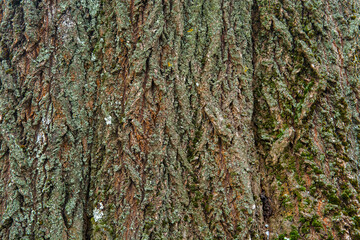 bark texture