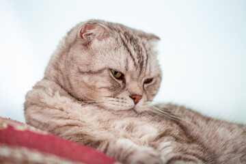 Scottish fold cat lies in home comfort close-up, the portrait of cute young silver-gray striped Scottish fold cat