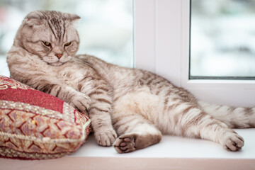 Scottish fold cat lies in home comfort close-up, the portrait of cute young silver-gray striped Scottish fold cat