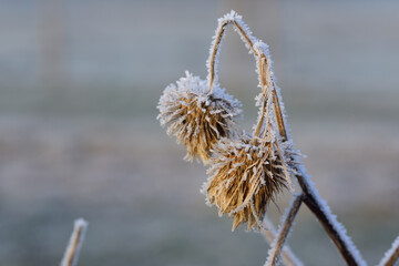 In winter, a close-up of a dry seed covered in hoarfrost and ice crystals against a blue background