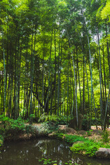 Bamboo forest by pond on Tiger Hill (Huqiu), Suzhou, Jiangsu, China