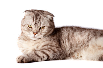 Beautiful portrait of Scottish Fold cat breed fold on white isolated background. Cute young silver-gray striped Scottish fold cat