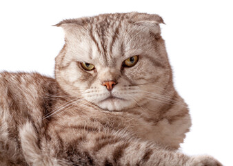 Naklejka premium Beautiful portrait of Scottish Fold cat breed fold on white isolated background. Cute young silver-gray striped Scottish fold cat