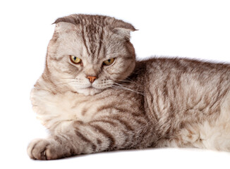 Beautiful portrait of Scottish Fold cat breed fold on white isolated background. Cute young silver-gray striped Scottish fold cat