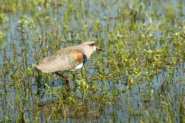Southern lapwing on the flooded fields  