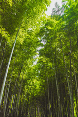 Bamboo forest on Tiger Hill (Huqiu) in Suzhou, Jiangsu, China