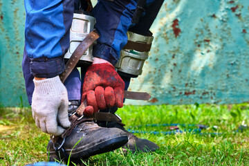 cats climb for mountaineering on the tree. color