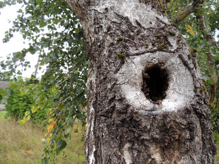 hollow on an old birch tree with green leaves