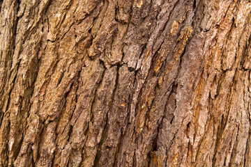 bark of tree