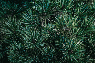 Naklejka na ściany i meble Close up of dark green pine needles
