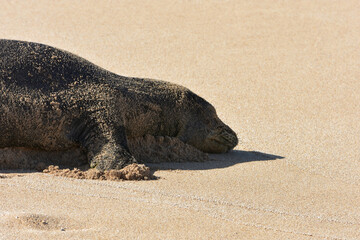 Endangered Hawaiian Monk Seal on Ho'okipa Beach, Maui, Hawaii