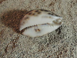 beautiful spotted convex shell lies on the coarse gray sand