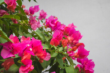 Close up of pink flower among leaves