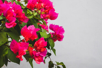 Close up of pink flower among leaves