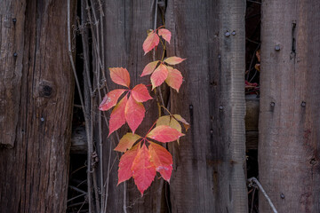 Red leaves on the background of an old fence.