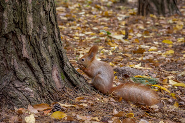 Squirrel on the autumn grass eating a nut