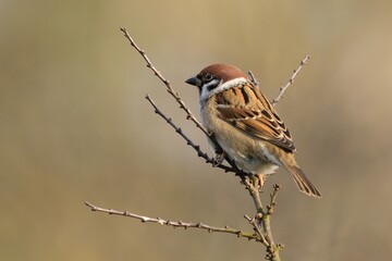 Tree Sparrow sitting motionless on a twig. Blurred light background. Genus species Passer montanus. Sparrows are among the most familiar of all wild birds. 