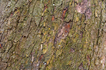 bark of a tree
