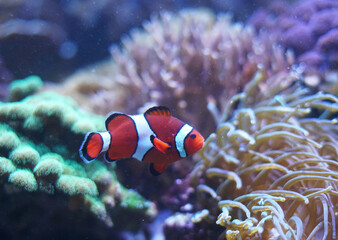 Fototapeta na wymiar close up on red clown fish in the coral reef