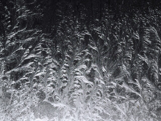 Beautiful frosty patterns on the window