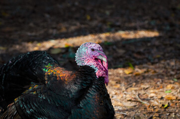 Turkey 