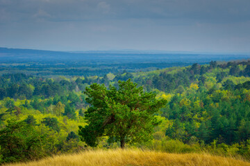 landscape with forest