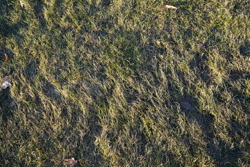texture of the grass