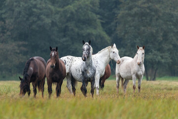 Konie wielkopolskie na łące, stado koni na pastwisku, stadnina - 397497352