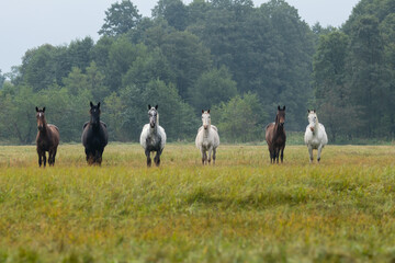 Sześć koni wielkopolskich w równym szeregu, szyku na łące, konie wyścigowe