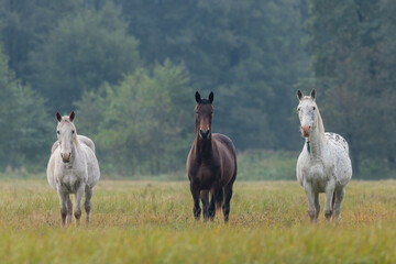 Trzy zjawiskowe konie wielkopolskie na łące (siwy, gniady, siwy)