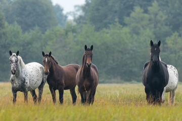 Piękne konie wielkopolskie na łące - obrazy, fototapety, plakaty