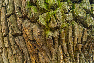 bark of a tree