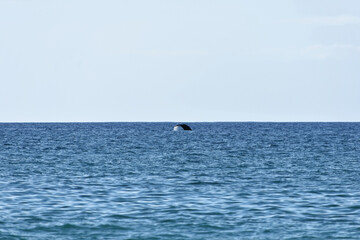 Obraz premium Humpback whale off the coast of Maui