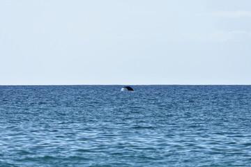 Humpback whale off the coast of Maui
