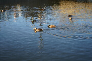 ducks in the lake