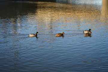 ducks on the lake